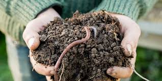 By adding specifically selected commando bacteria, you’re not just improving your soil—you’re investing in sustainable, long-term productivity.