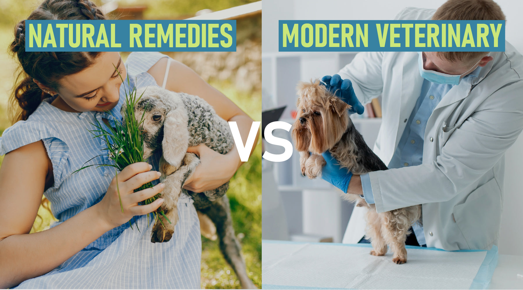 Natural Remedies vs. Modern Veterinary Care: Choosing the Best for Your Animals