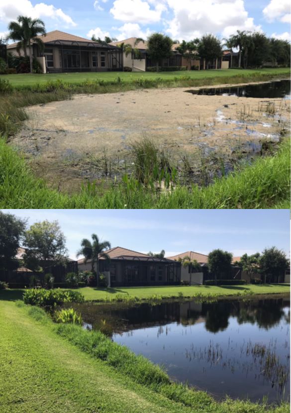 pond owners, fish farmers, landscapers, and eco-conscious consumers looking for an effective and natural algae treatment.