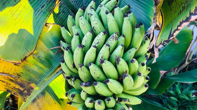 How to Harvest Bananas Continuously (Even in Colder Climates!)