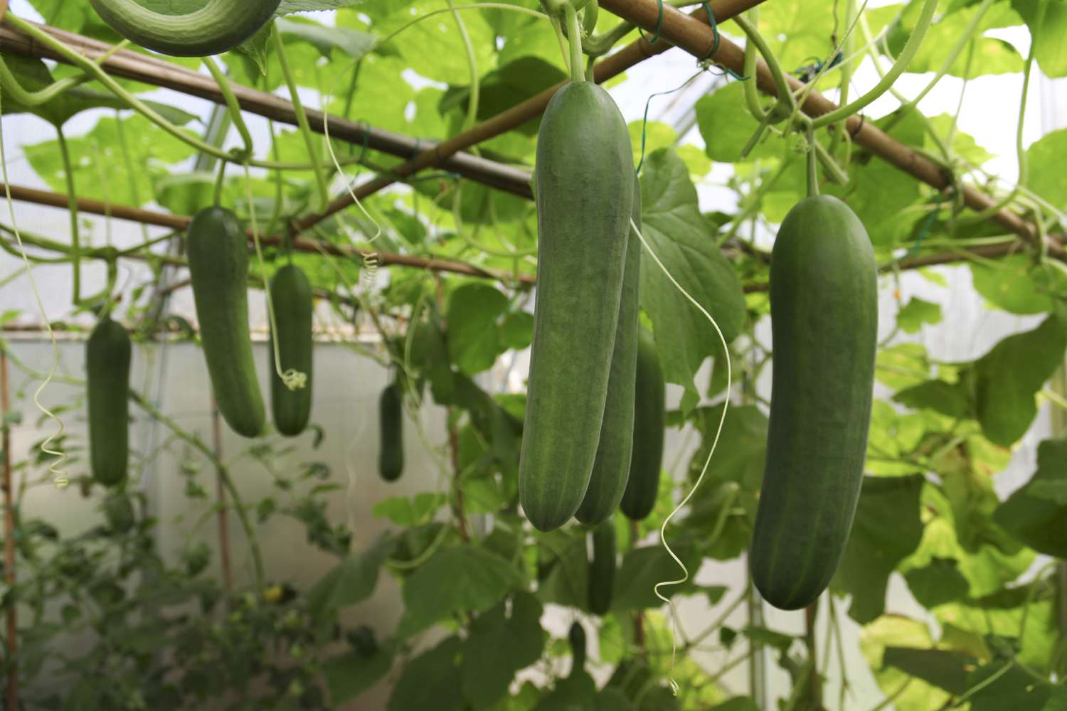 With these simple techniques and the power of FertiPro, your cucumber plants will keep producing non-stop, giving you an endless supply of crisp, delicious cucumbers.