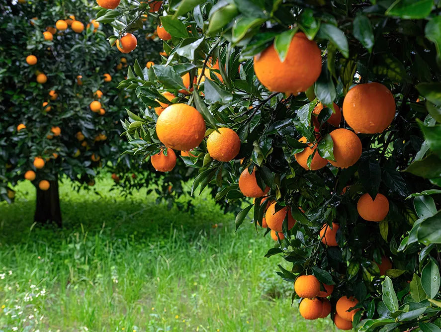 Organic Fertilization for oranges growth – Use BioPro’s beneficial bacteria to enhance nutrient absorption.