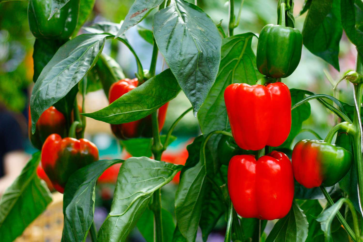 By implementing these growing strategies and incorporating FertiPro, you can enjoy a never-ending harvest of vibrant, flavorful peppers.