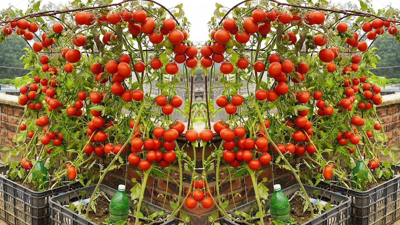 FertiPro introduces beneficial microbes into the soil, improving root strength and nutrient uptake. Healthier roots mean higher yields, improved resistance to disease, and better-tasting tomatoes.