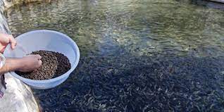 Fishpro Blend, aquaculture, fish supplement











AQUACULTURE
















Aquaculture operators of all sizes can find themselves challenged by quality issues that directly impact the well being of thBiopro SolutionBiopro SolutionBiopro SolutionFishpro Blend, aquaculture, fish supplement