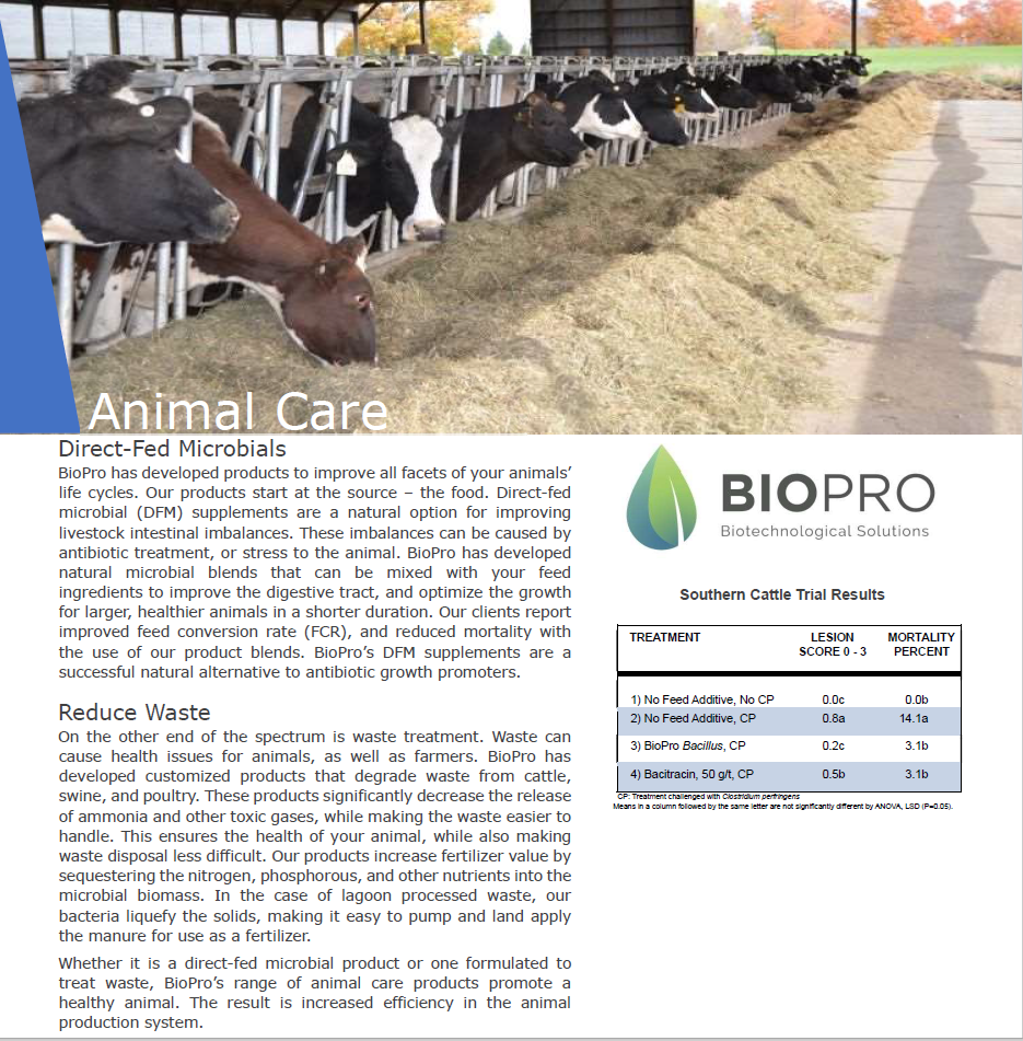 Cattle feed supplements, Ruminants feed supplements, Probiotics for heForget about antibiotics that have been shown to hurt humankind.
Get the best animal feed natural supplement on the market and increase your production from 10 to 20Animal feed supplementBiopro SolutionsBiopro SolutionsBiopro SolutionCattle feed supplements, Ruminants feed supplements, Probiotics