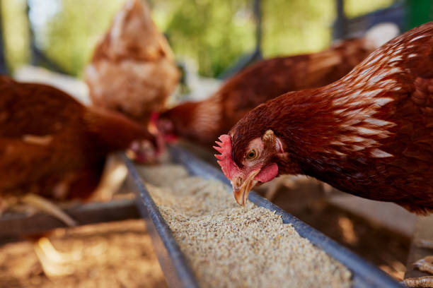 Poultry Feed supplements, Enzymes in Animal Feed, Organic Feed, probioForget about antibiotics that have been shown to hurt humankind.
Get the best animal feed natural supplement on the market and increase your production from 10 to 20Animal feed supplementBiopro SolutionsBiopro SolutionsBiopro SolutionAnimal Feed, Organic Feed, probiotic