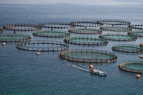 Fishpro Blend, aquaculture, fish supplement











AQUACULTURE
















Aquaculture operators of all sizes can find themselves challenged by quality issues that directly impact the well being of thBiopro SolutionBiopro SolutionBiopro SolutionFishpro Blend, aquaculture, fish supplement