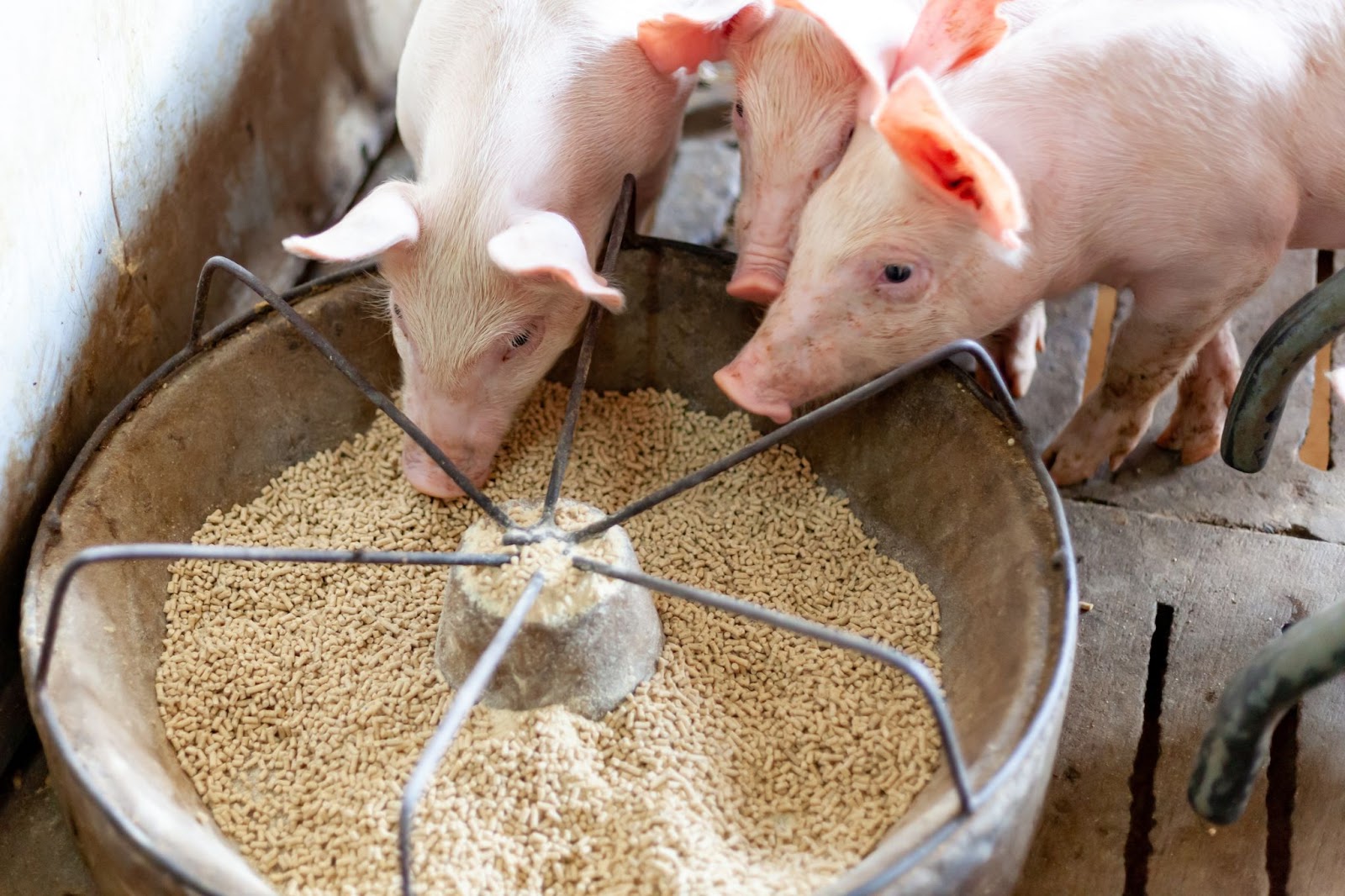 Pig feed supplements, Swine feed supplements,  Livestock Nutrition, FeForget about antibiotics that have been shown to hurt humankind.
Get the best animal feed natural supplement on the market and increase your production from 10 to 20Biopro SolutionBiopro SolutionBiopro SolutionPig feed supplements, Swine feed supplements, Livestock Nutrition, Feed Ingredients, Feed Additives, probiotics