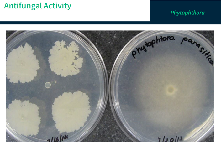 Rot root problem, natural solution, enzyme and bacteria, root protectiThe recommendable concentration. (2gr./gal. )
Rot root problem
Adding microbes to the root zone will induce systemic resistance. In other words, it will initiate a pBiopro SolutionBiopro SolutionBiopro SolutionRot root problem, natural solution, enzyme