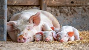 Animal Care, Pig feed supplements, Swine feed supplements,  Livestock Nutrition, Feed Ingredients, Feed Additives, probiotics for animal health