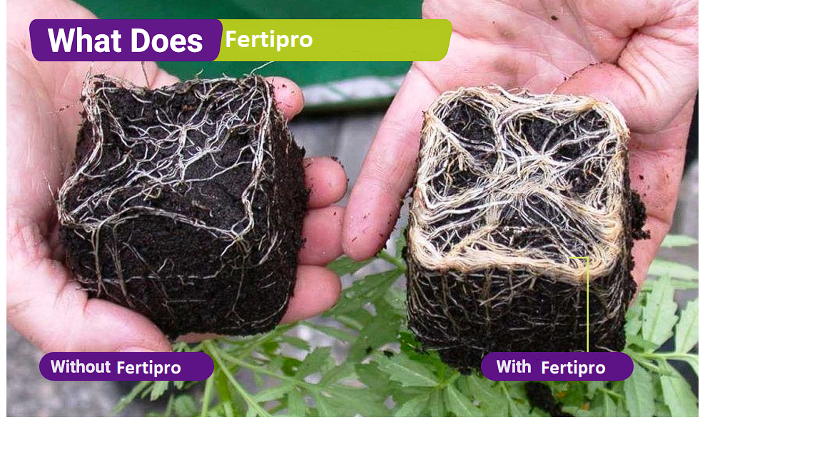 Fertipro, Horticulture, Botany, Agriculture, Organic Farming, Plant PhThe recommendable concentration. (2gr./gal. )
Looking for the very best way to grow any type of plants/trees or seeds without puting any chemical in your garden?
 
YBiopro SolutionsBiopro SolutionsBiopro SolutionFertipro, Horticulture, Botany, Agriculture, Organic Farming, Plant Physiology, Greenhouse Cultivation, Agroecology, Sustainable Agriculture